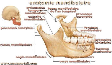 Mandibulaire D Finition Et Explications