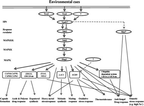 The C Neoformans Hog Pathway The Hog Pathway Consists Of Multiple Download Scientific Diagram