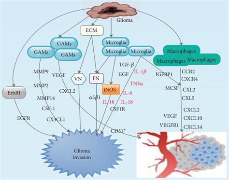 The Influence Of Microglia Macrophages And Glioma Associated