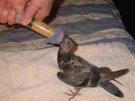 Syringe And Balloon Caring For Baby Pigeons