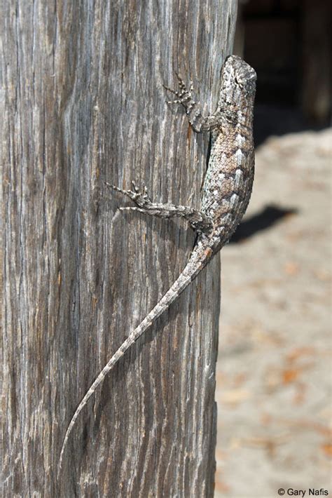 Eastern Fence Lizard Sceloporus Undulatus