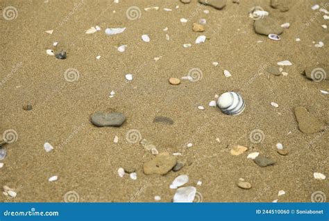 Casca E Seixos Na Areia Castanha Na Costa Foto De Stock Imagem De