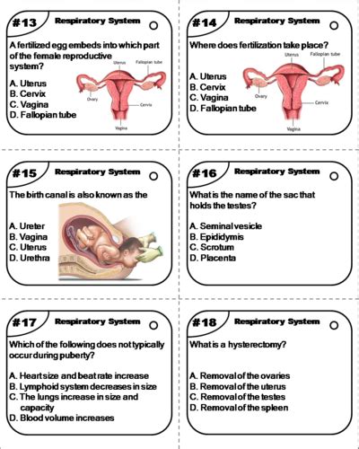 Reproductive System Task Cards Human Body Systems Task Cards Teaching Resources