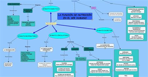 Mapa Conceptual De La Nutricion Humana Tong Ilmu Images