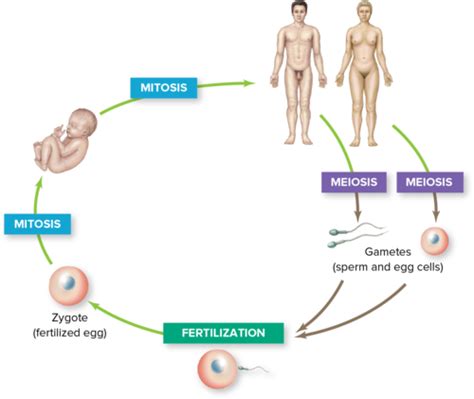 Bio Chapter 8 Dna Replication Binary Fission And Mitosis Flashcards Quizlet