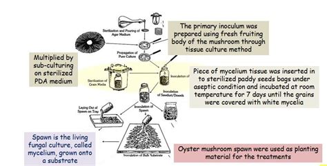 This shows Oyster mushroom spawn preparation process | Download Scientific Diagram