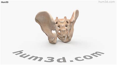 360 View Of Pelvis 3d Model 3dmodels Store