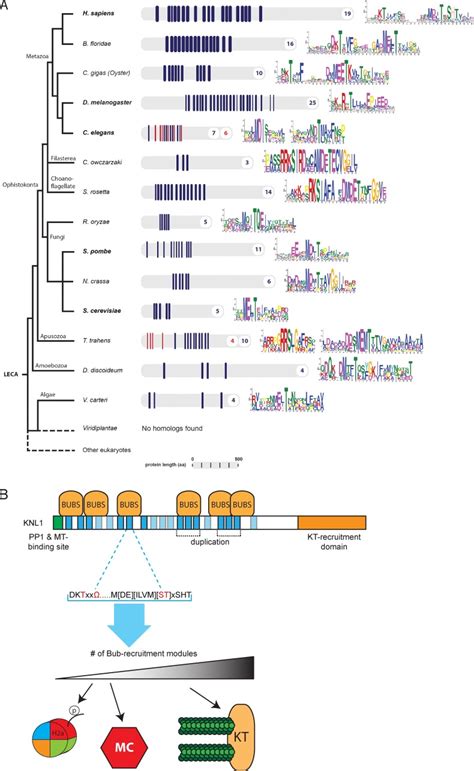 Arrayed BUB Recruitment Modules In The Kinetochore Scaffold KNL1