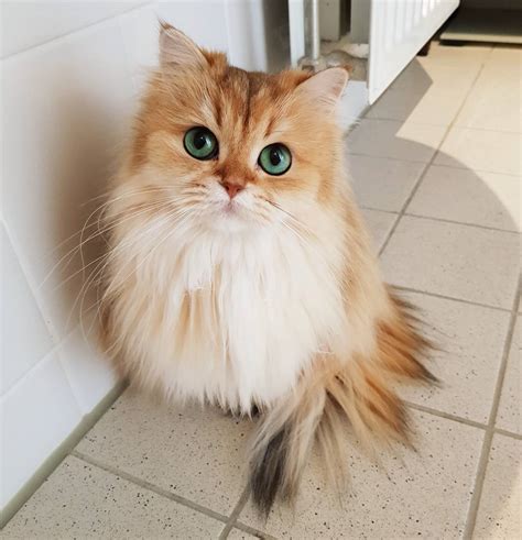 Meet Smoothie The Most Photogenic Cat In The World Who S Too Purrfect