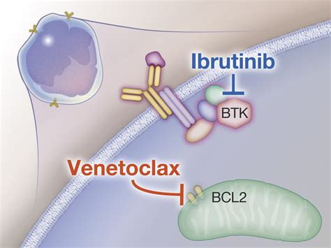 Ibrutinib And Venetoclax For First Line Treatment Of CLL New England