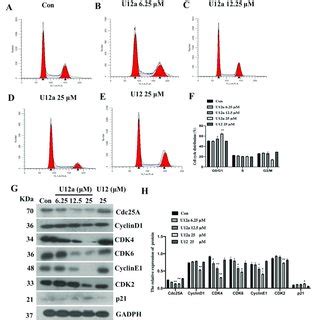 U12a Inhibits HepG2 Cell Proliferation By Arresting G0 G1 Phase A F