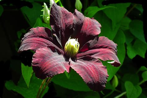 Clematis Creeper Garden - Free photo on Pixabay - Pixabay