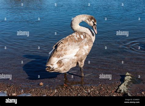 Swans are birds of the family Anatidae within the genus Cygnus Stock Photo - Alamy