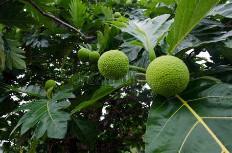 Árbol De árboles Del Pan En La Selva La Fruta En Imagen De Archivo