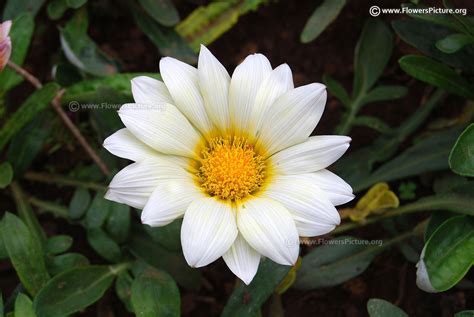 Gazania flower varieties