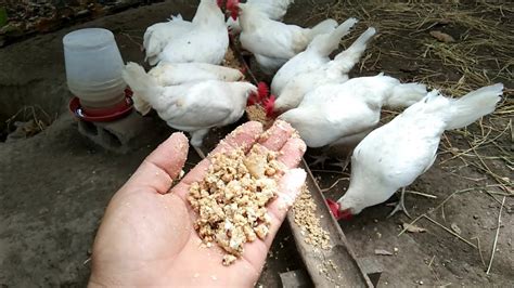 PAGKAIN NG MANOK SA BREEDING PERIOD BREEDER PELLETS YouTube