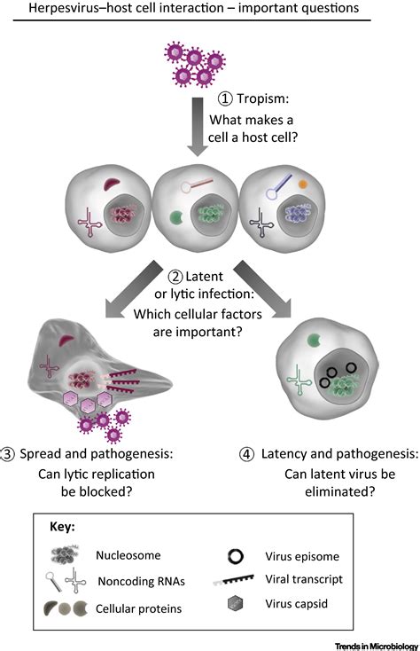 Herpesviruses And Their Host Cells A Successful Liaison Trends In