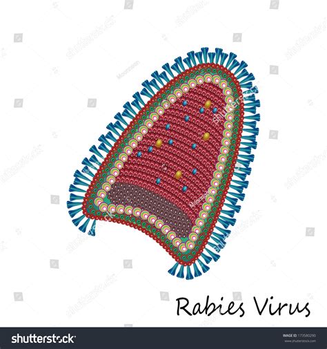 Rabies Virus Particle Structure Stock Vector (Royalty Free) 173580290 ...