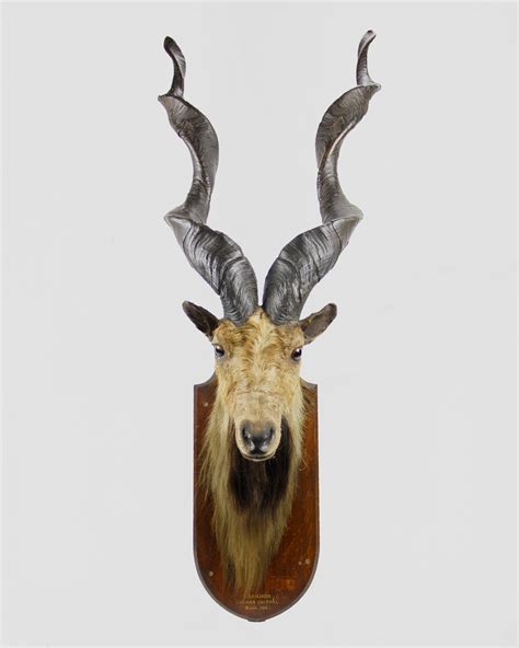 Taxidermy Markhor Goat