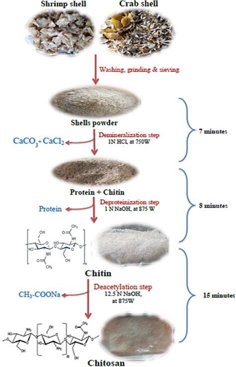 Schematic Diagram For Synthesis Of Chitosan By Microwave Technology Download Scientific Diagram