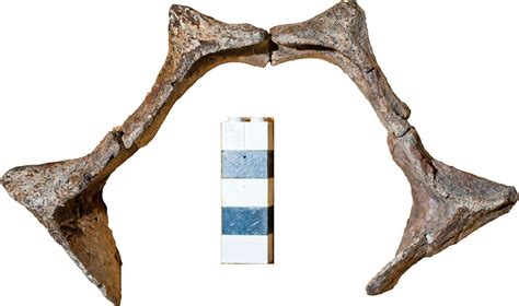 Fossils From A New Aetosaur Species Discovered In North Carolina