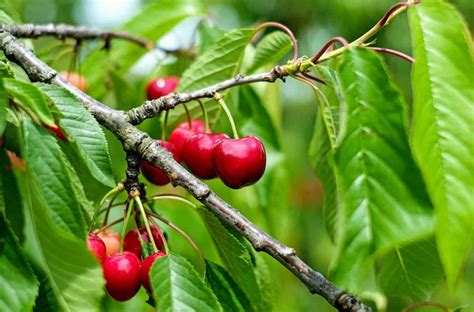 Cerezo Prunus Avium