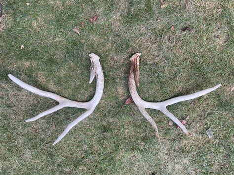 Deer shedding their antlers early?? : r/newjersey