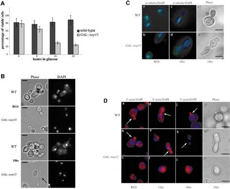 Yeast Nop15p Is An Rna‐binding Protein Required For Pre‐rrna Processing