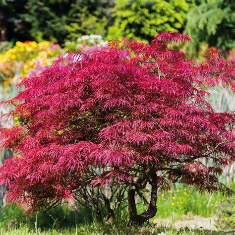 Acer Palmatum Atropurpureum Hardy Japanese Garden Maple Tree 105cm Po Gearcourt