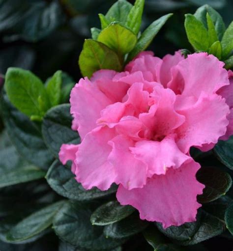 Azalea J Bloom Champion Double Pink Azalka Japonsk Bloom