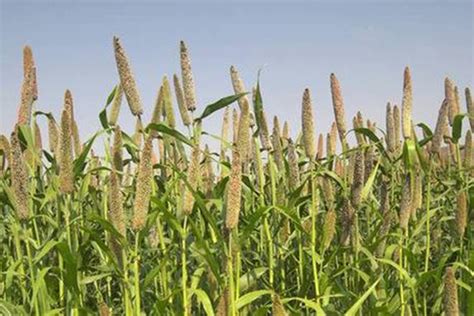 Pearl Millet Facts And Health Benefits