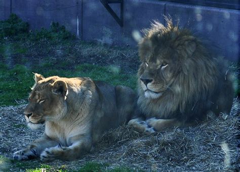 Leo And Una University Of North Alabama Lion Mascots Kim Flickr