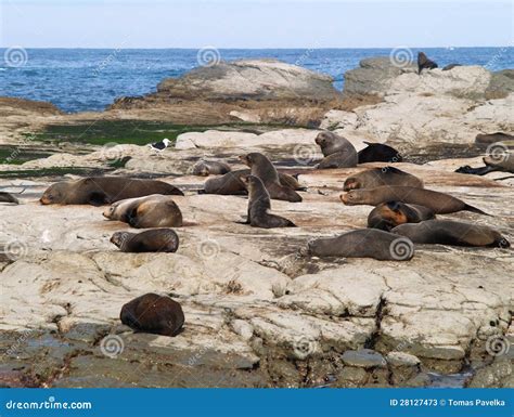 Seal colony stock image. Image of colony, animal, mammal - 28127473