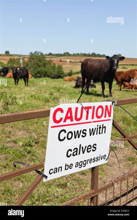 Caution Cows With Calves Can Be Aggressive Warning Notice On A Field