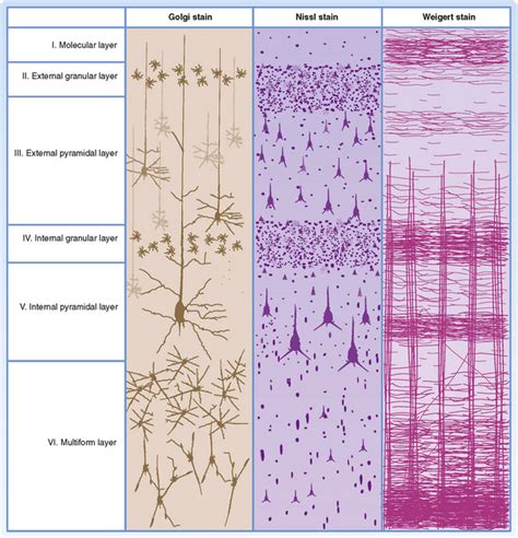 Cerebral Cortex Histology Layers