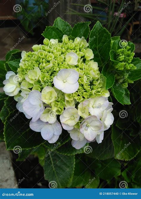 Hydrangea Macrophylla Uma Esp Cie De Planta Florida Na Fam Lia