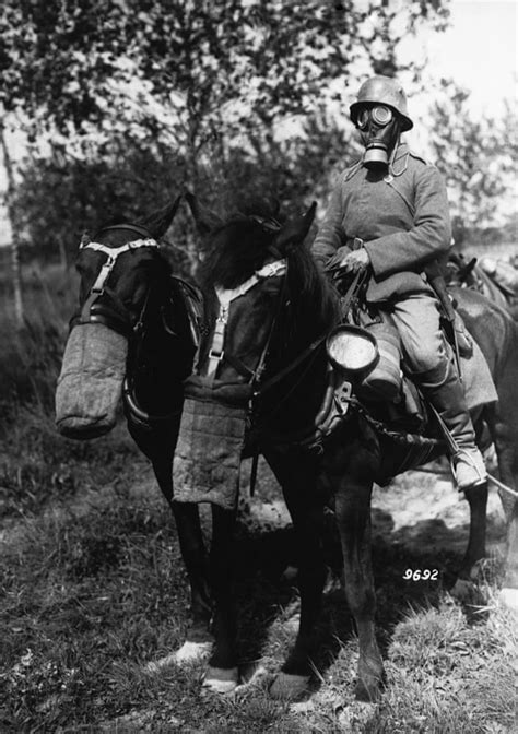 World War I Animals: Horses | Michelle Ule, Author