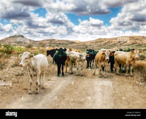 cattle  west texas ranch high resolution stock photography  images