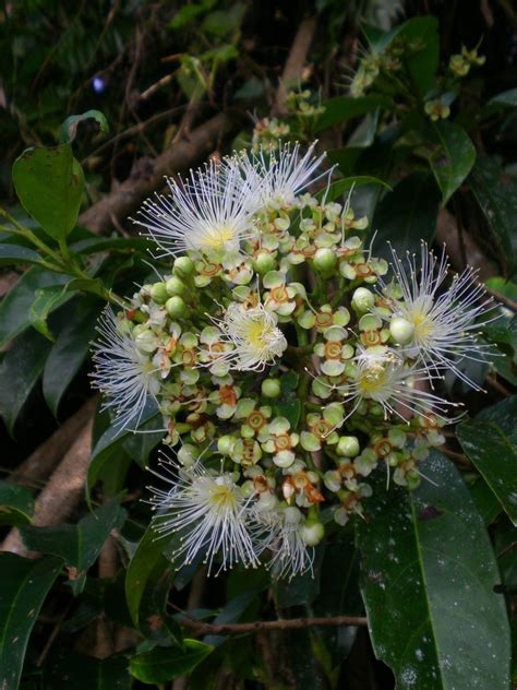 Syzygium Plant14 Myrtaceae Image 81188 At PhytoImages Siu Edu