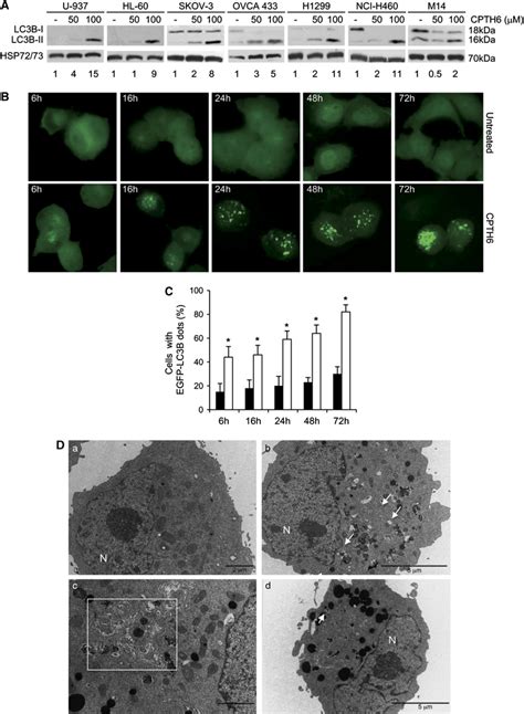 Cpth Treatment Induces Autophagic Markers Under Basal Conditions A