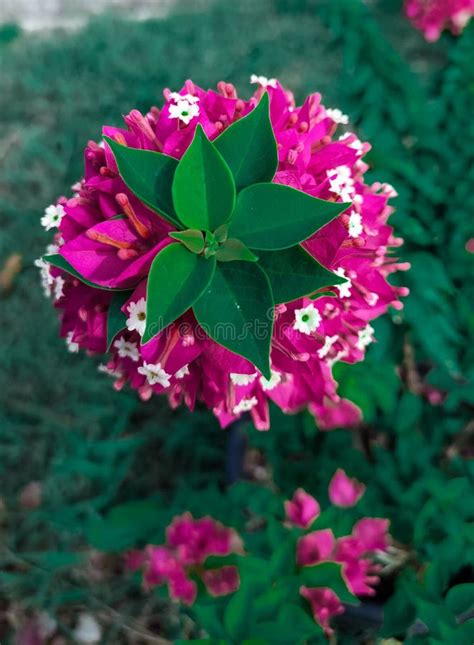 Flores De Buganvillas Con Colores Vivos Rojos Intercalados Con Blancos