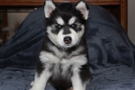 Pomsky Puppies For Sale Smithfield Ri 323761 Petzlover