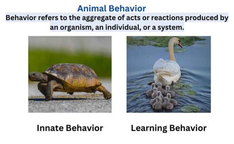 What is Animal Behavior?-Definition and Types