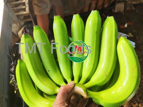 Fresh Cavendish Bananavietnam Tmt Foods Price Supplier 21food