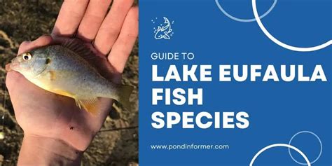 List Of Fish Species In Lake Eufaula Oklahoma Updated Pond Informer