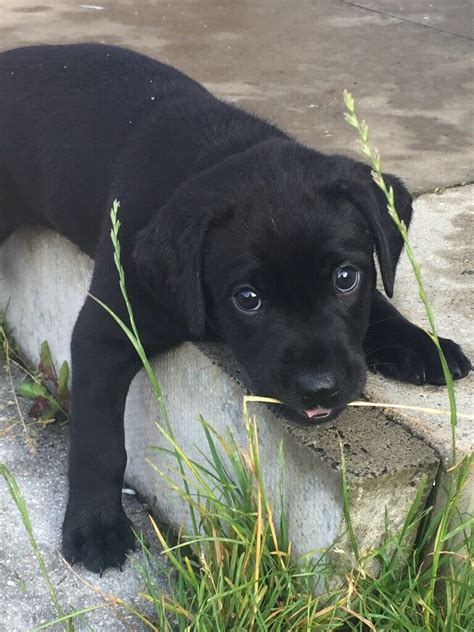 Black Labrador puppy | in Inverness, Highland | Gumtree