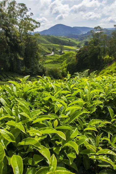 1360x768px | free download | HD wallpaper: tea plantation, cameron ...