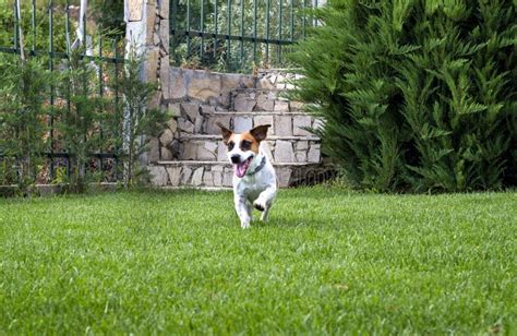 Puppy Purebred Jack Russell Terrier Playing in a Garden Stock Photo ...