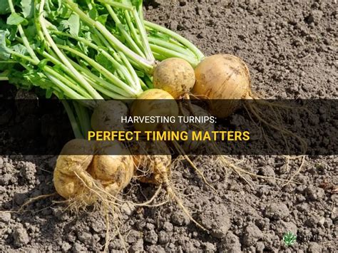 Harvesting Turnips Perfect Timing Matters Shuncy