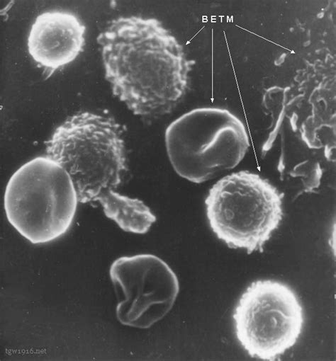 REGNUM PROKARYOTAE - Microscope images